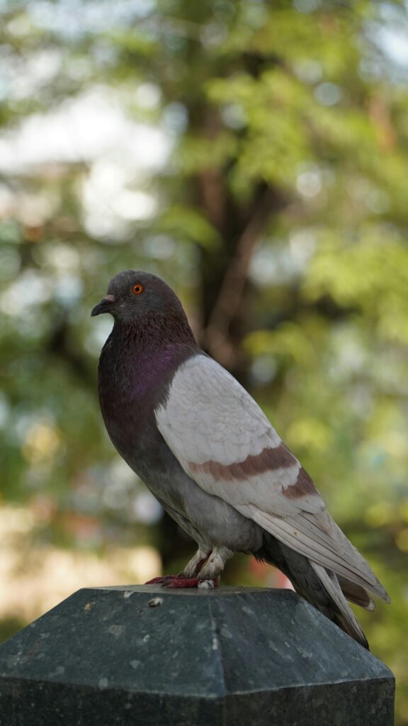 Detailed view of a pigeon perched on a stone ledge, with a blurred green background.