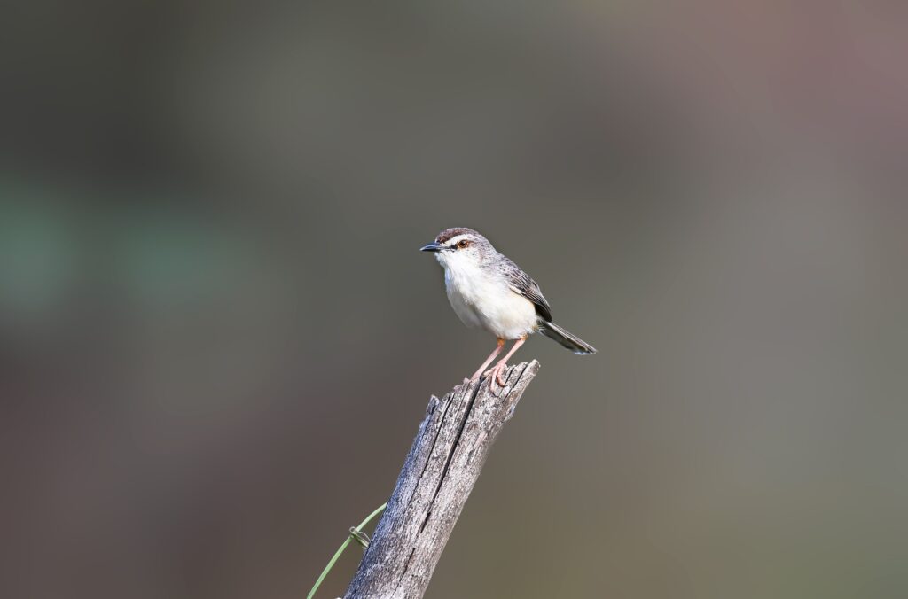 A small songbird perched on a tree stump against a blurred natural background.