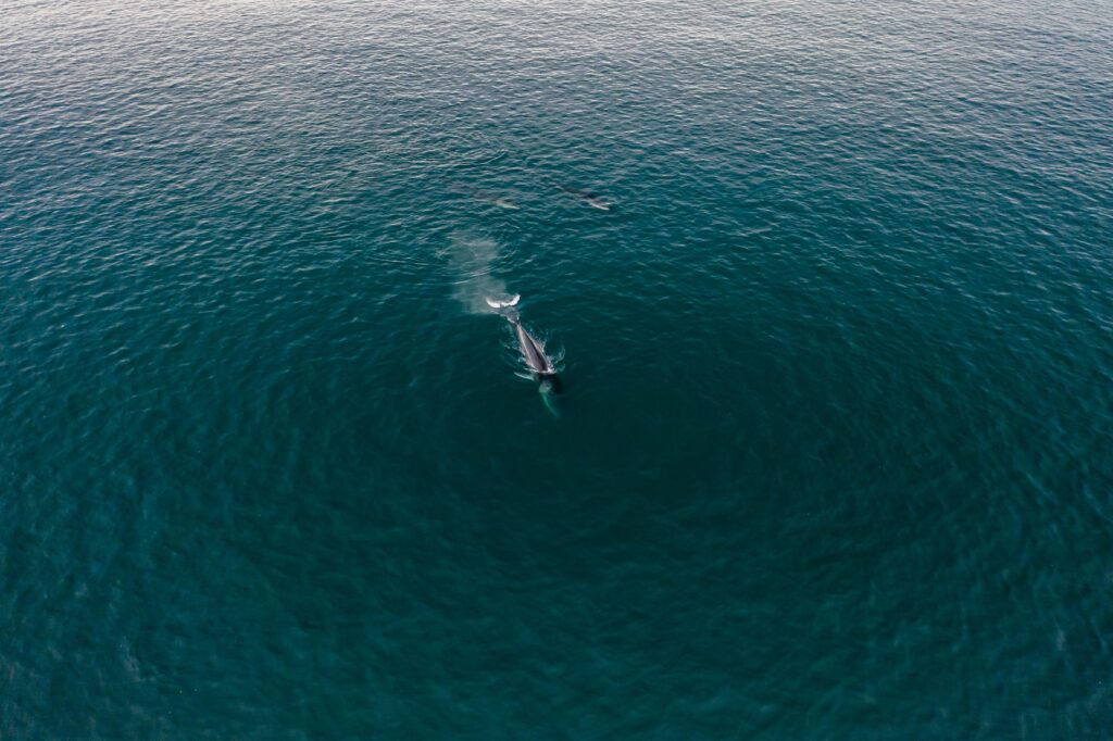 Stunning aerial shot capturing a whale swimming gracefully in the deep blue ocean.